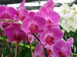 Orchids!