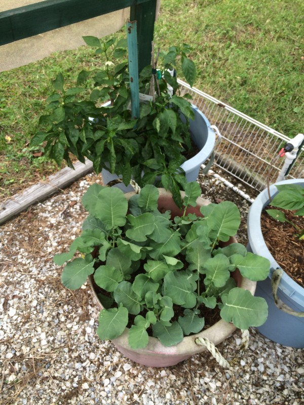 Southwest Florida vegetable gardening