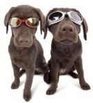 Doggy Sunglasses!