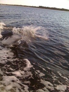 Dolphins in Punta Gorda, FL