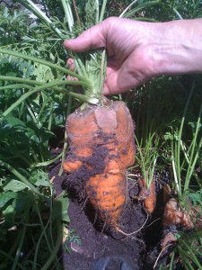 Last year's carrot