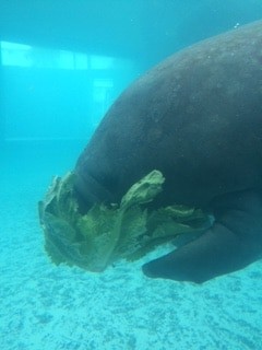 A rescued manatee, Hugh, at Mote Marine Aquarium.