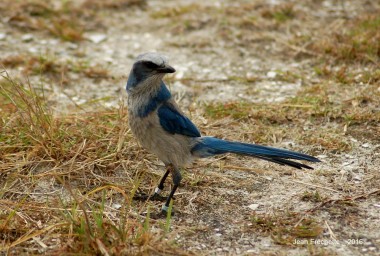 Florida Scrub Jay