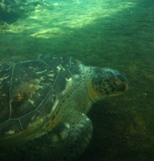 Sea turtle at Mote Marine Aquarium