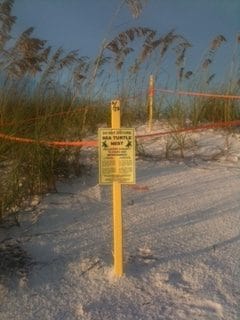 Sea turtle nesting site on Siesta Key