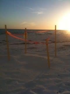 Marked sea turtle nest on Lido Beach