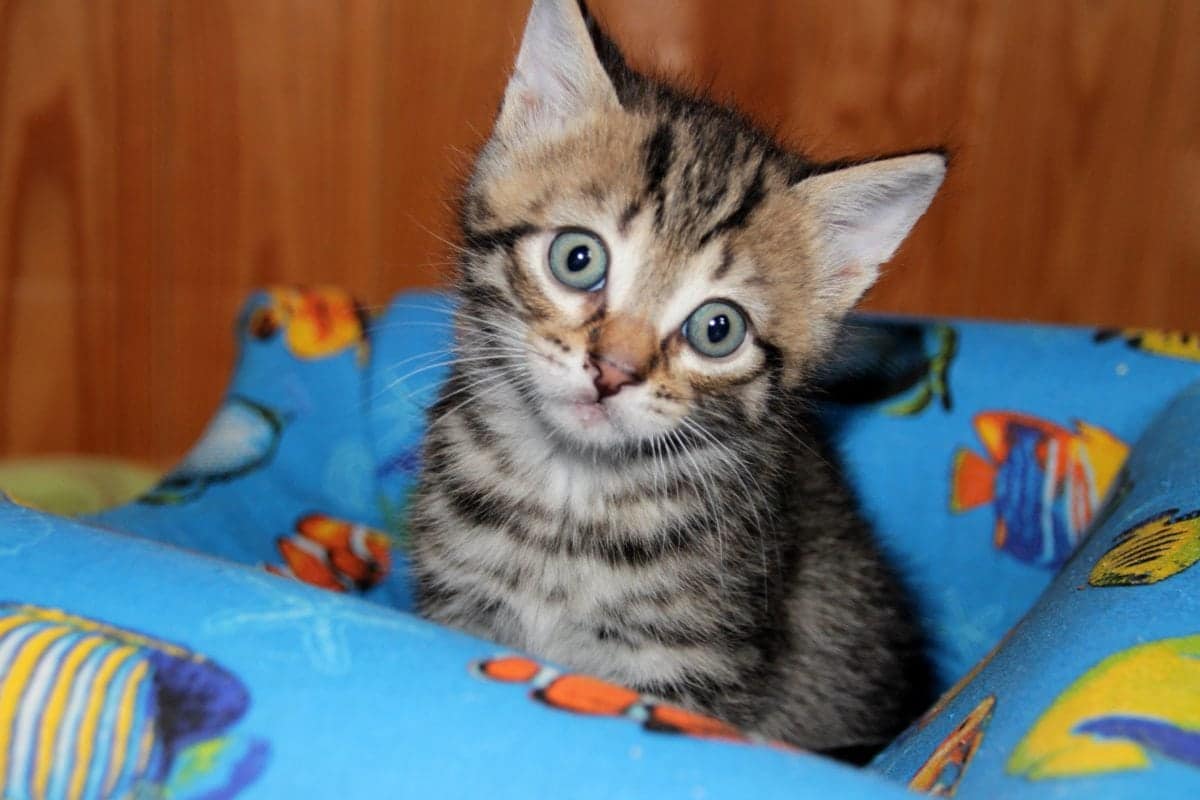 Punta Gorda Pet Friendly Condos Southwest FL Real Estate