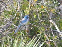 Scrub Jay