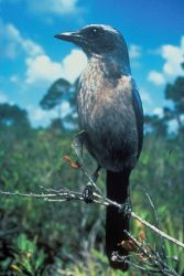 Florida Scrub Jay Bird