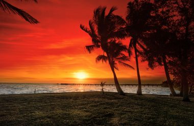 Palm Tree Sunset At Bay Shore Park, Port Charlotte, Florida.