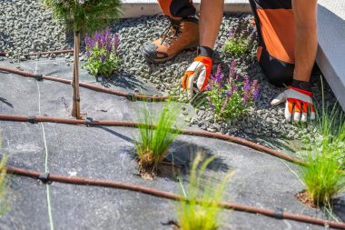 A gardener installs an irrigation system, kneeling in gravel among purple flowering plants.
